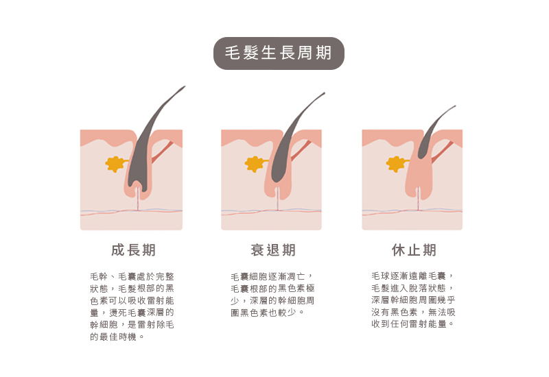 人體的毛髮有不同的生長週期,分為生長期、衰退期、休止期