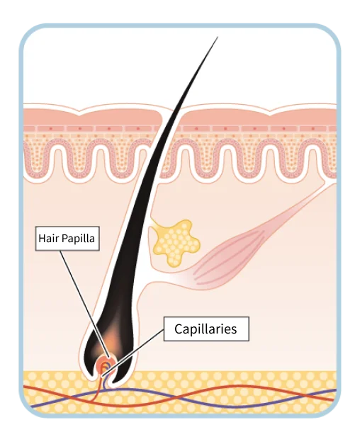 Growth phase pores