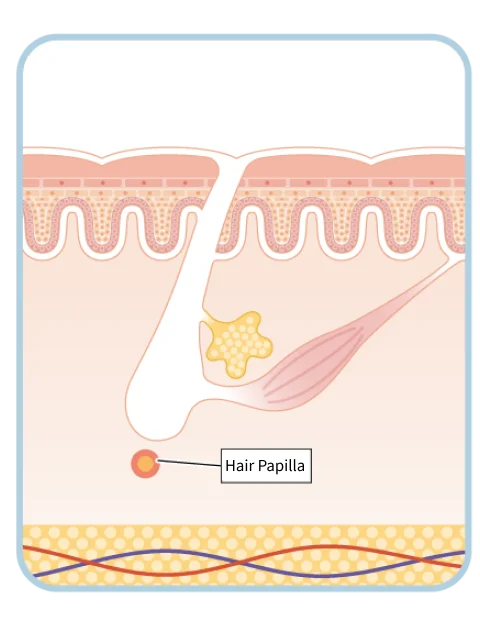 Resting phase pores