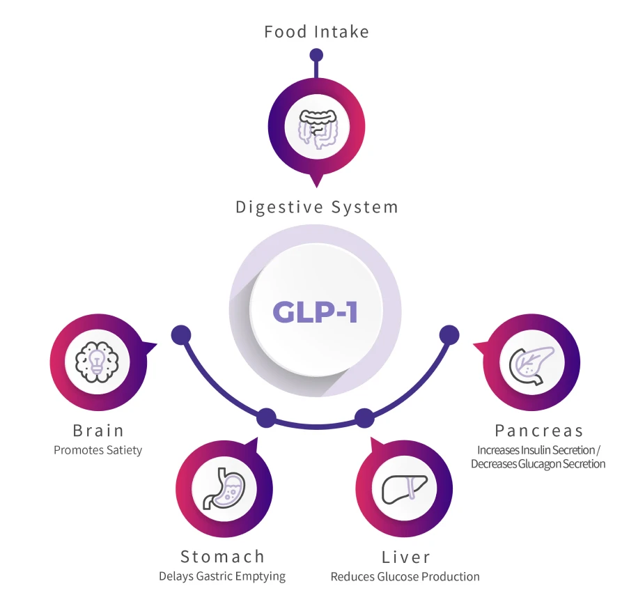 Saxenda (Weight-Loss Pen) Target Organs and Mechanisms