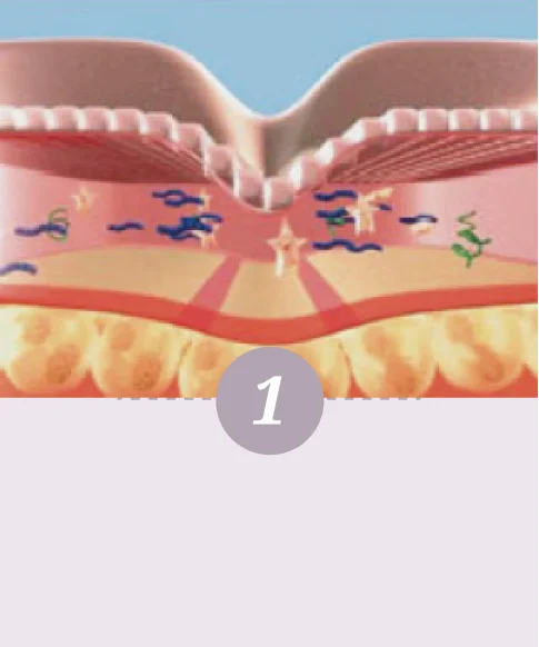 舒顏萃的作用模式-第一步驟