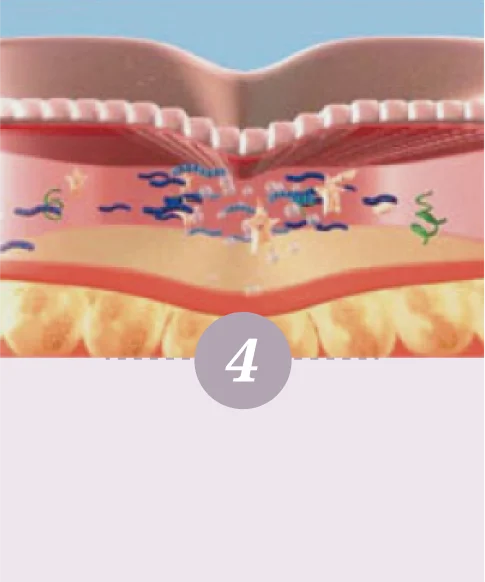 舒顏萃的作用模式-第四步驟