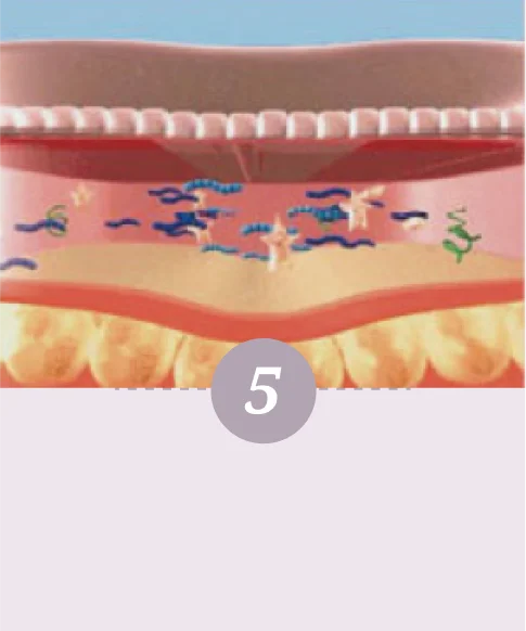 舒顏萃的作用模式-第五步驟
